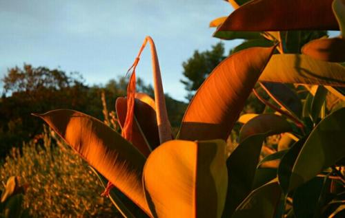 a plant with orange leaves in a field at Hostal Ondina in Begur