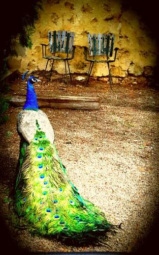 a peacock sitting on the ground next to two chairs at A La Folly The Retreat in Murray Bridge