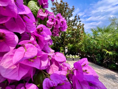 a bunch of pink flowers on a tree at Appartamento villatorretta24 in Riva del Garda