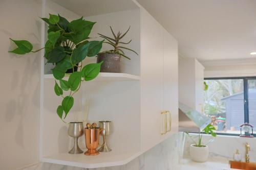 a kitchen with a shelf with plants on it at La Villa Dolce in Mount Victoria
