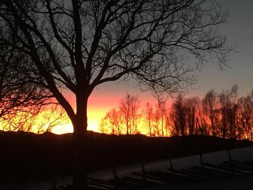 a tree in a field with the sunset in the background at Putten Seter in Høvringen