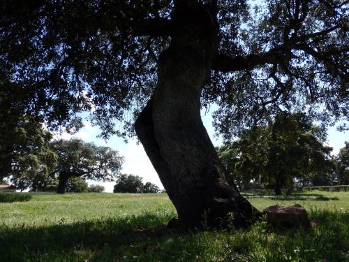 Un paisaje natural cerca de la casa de huéspedes