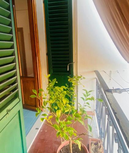 Fiore House