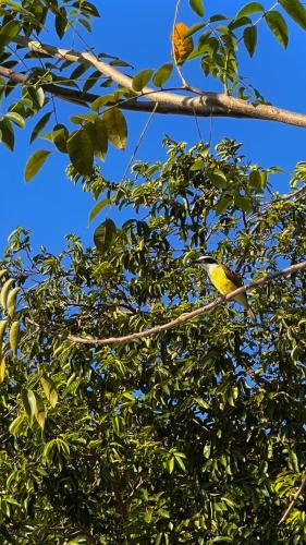 a yellow bird perched on a tree branch at Casa Folha Tropical in Pipa