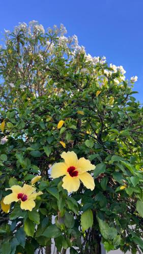 two yellow flowers are growing on a tree at Casa Folha Tropical in Pipa