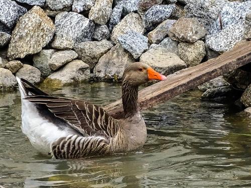 ゲストハウスの敷地内または近くにいる動物