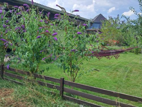 a fence in front of a yard with purple flowers at Ferienbungalow Haus Rolf _ Objekt in Papendorf