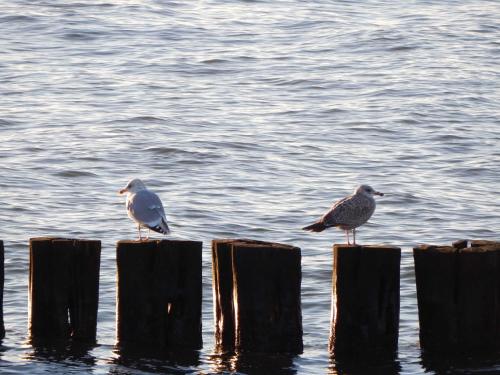 two birds sitting on wooden posts in the water at Ferienwohnung _ Kartenraum _ Objek in Warnemünde