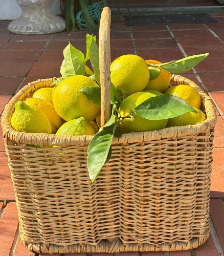 a basket filled with lemons sitting on a brick floor at Rose Cottage De Hoop Farm PAARL SOUTH in Hartebeeskraal