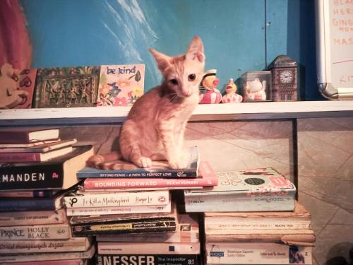 a cat sitting on top of a stack of books at Dreamcatcher House & Hostel at Arambol Beach in Arambol