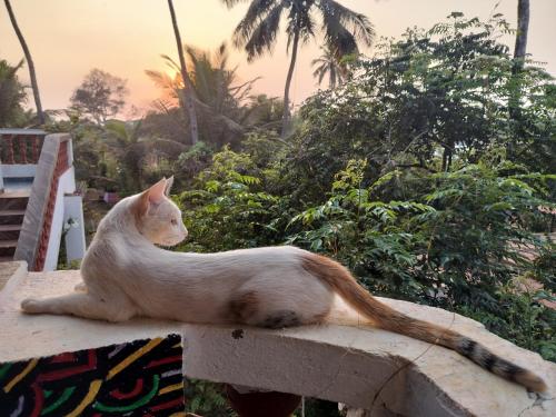a white cat sitting on a stone wall at Dreamcatcher House & Hostel at Arambol Beach in Arambol