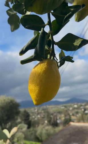 Velkommen til vores finca i Alhaurín el Grande