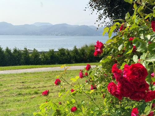 a bush of red roses with a view of the water at Panoramic Room with Sea View in Hundsnes