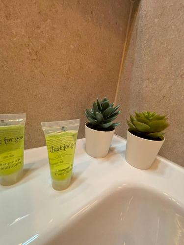 three plants sitting on top of a white sink at Spacious Apartment 1BR with Sofa bed near Atomium, Expo 12 and ING Arena in Wemmel