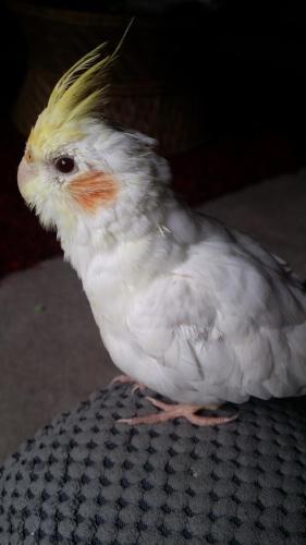 a white bird is sitting on a table at Bidgee Motor Inn in Hay