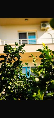a tree in front of a building with a window at Hotel Dini in Vlorë
