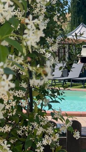a tree with white flowers next to a swimming pool at RelaxHomeHoliday in Panicale