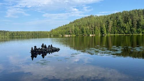 a flock of birds swimming in a lake at Old School in Suolahti