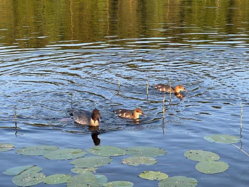 a group of three ducks swimming in the water at Old School in Suolahti