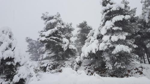 un groupe de pins recouvert de neige dans l'établissement Partaitria, à Dorgali
