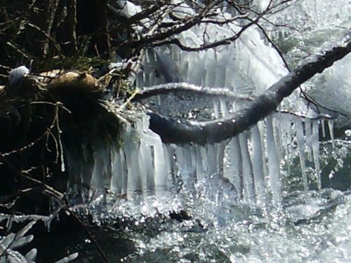 a tree branch hanging over a fence with ice at Relaxen im alten Winzerhaus Fewo OG in Rech