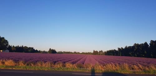 a field of purple flowers next to a road at Mayka in L'Isle-sur-la-Sorgue