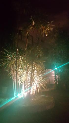 a group of palm trees at night with lights at Garden Suite in Genova