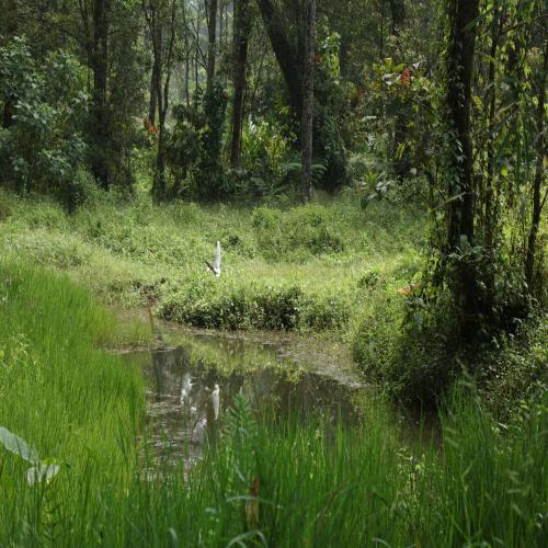 a bird standing in the grass next to a river at Dew Drops Farm Resorts in Munnar