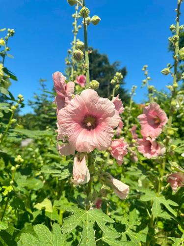 a group of pink flowers in a field at Huus an`t Dörpsdiek in Krummhörn