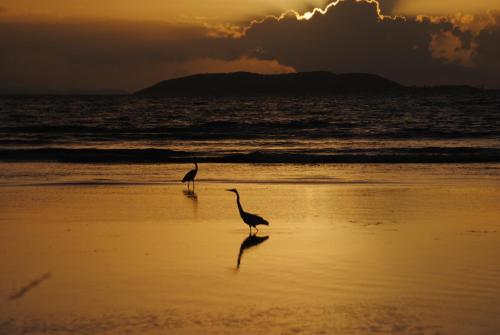two birds walking on the beach at sunset at Fajardo Peaceful Place in Playa Sardinera