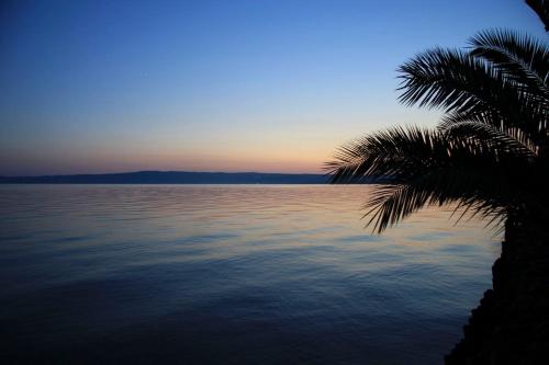a palm tree sitting next to a body of water at Hotel Eden Sul Lago in Bolsena
