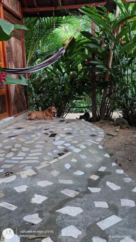 a cat laying on the floor of a patio at Casa kumake tayrona in El Zaino