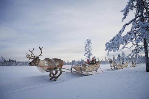 a reindeer pulling a sleigh with people on it at Villas Karhunpesä in Saariselka