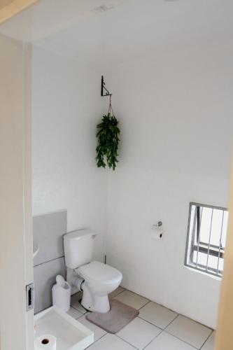 a bathroom with a toilet and a plant on the wall at Fynbos cottage in Bethlehem