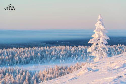 a snow covered christmas tree on top of a mountain at Ylläksen Yöpuu in Äkäslompolo