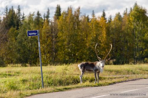an antelope standing on the side of the road at Ylläksen Yöpuu in Äkäslompolo