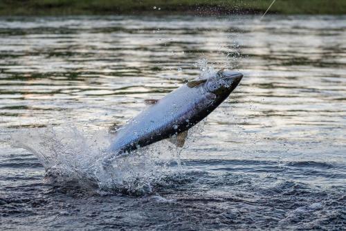 a fish jumping out of a body of water at Ylläksen Yöpuu in Äkäslompolo