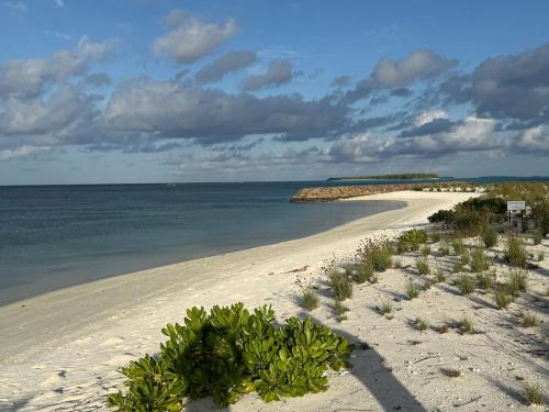 a sandy beach with plants on it next to the ocean at Daisy Stay Dhaandhoo in Nilandhoo