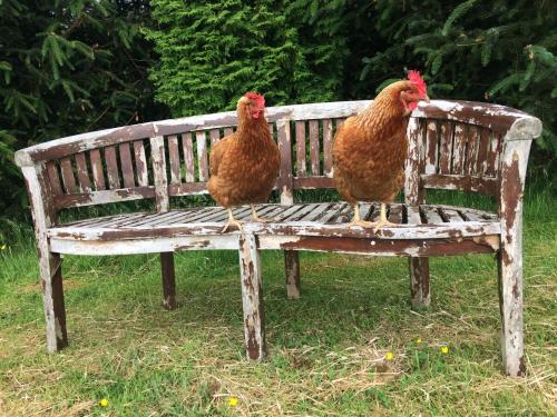 two chickens sitting on top of a wooden bench at Rowantree View in Roybridge
