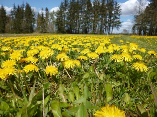 a field of yellow dandelions in a field at Ferienwohnung Rossenhof in Weesby