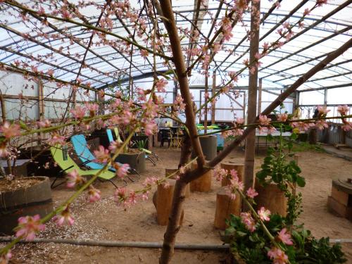 a greenhouse with pink flowers on a tree at Ferienwohnung Rossenhof in Weesby