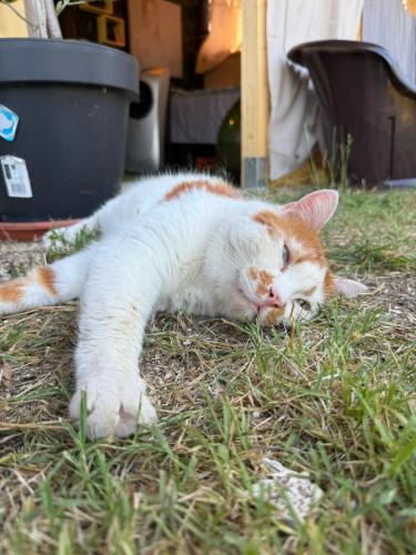 a orange and white cat laying on the grass at Il Casaletto del Terminillo in Rieti