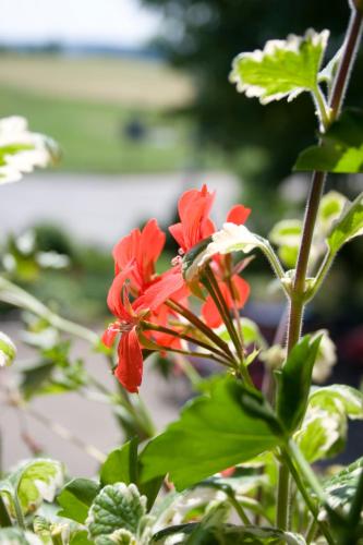 Un jardín fuera de Höhengasthof Rössle