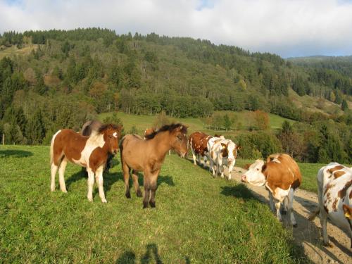 a group of cows and horses standing in a field at Ortnerhof in Millstatt