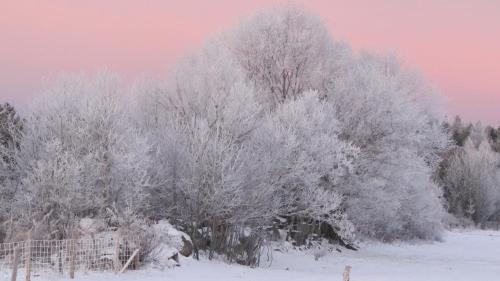 a group of trees covered in snow at Maison du Mont-Mégantic spa à l'année in Lac-Mégantic