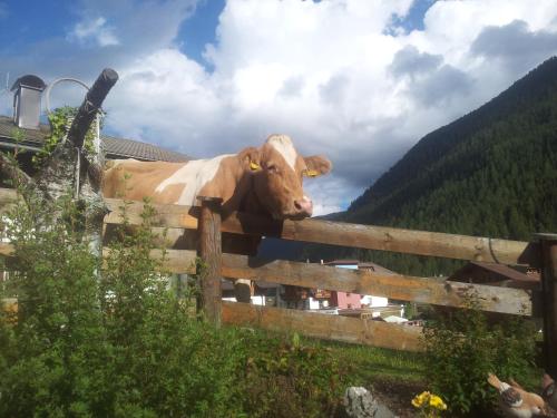 a cow is standing behind a fence at Apartments Biobauernhof Lercher in Sankt Jakob in Defereggen