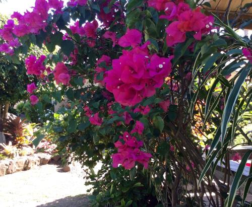 a bunch of pink flowers in a garden at Makayla Palms in Rarotonga