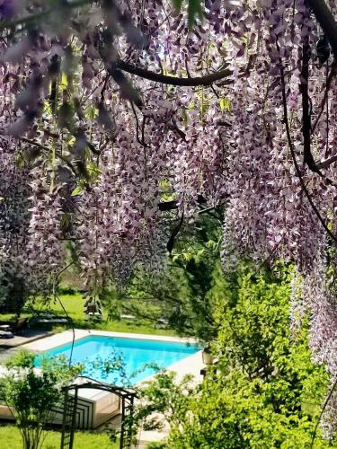 a tree with purple flowers hanging over a swimming pool at A l'orée du bois - Chambres d'hôtes in Hostun