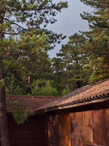 a roof of a house with trees in the background at Llogara Wood Lodge in Vlorë