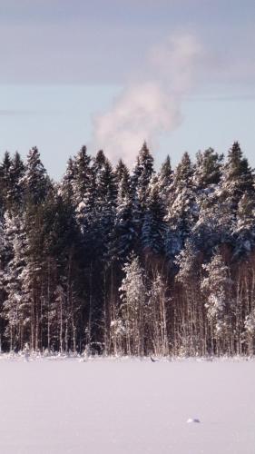 a group of trees with snow on them at Kylstad Bed and Breakfast in Kylstad